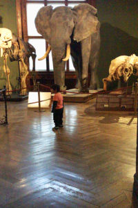 Ein Paradies für Kinder: Das Naturhistorische Museum in Wien.